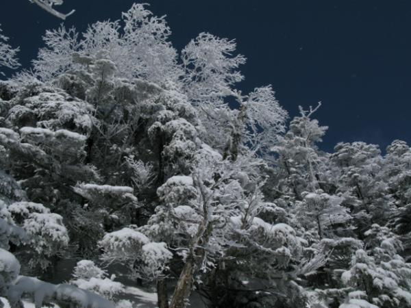 木に付いた雪がとてもｷﾚｲです